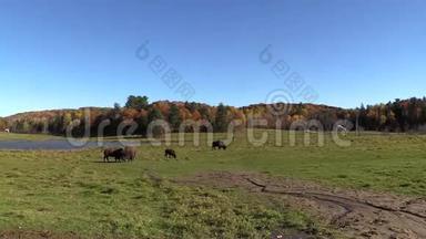 美国野牛在秋天的田野里